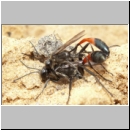 Ammophila sabulosa - Sandwespe 34e 16-20mm Paarung.jpg